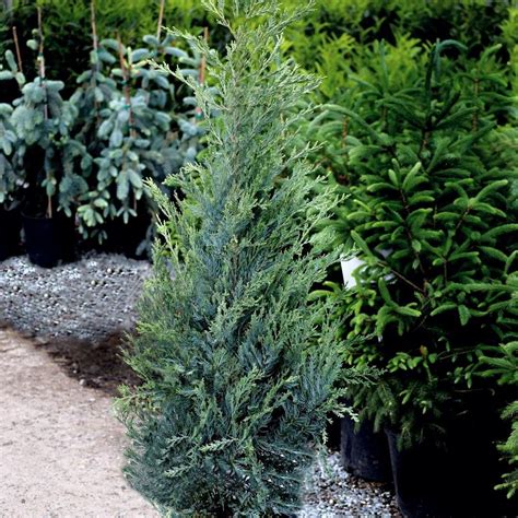 Moonglow Juniper in 2022 | Privacy trees, Evergreen shrubs, Small shrubs