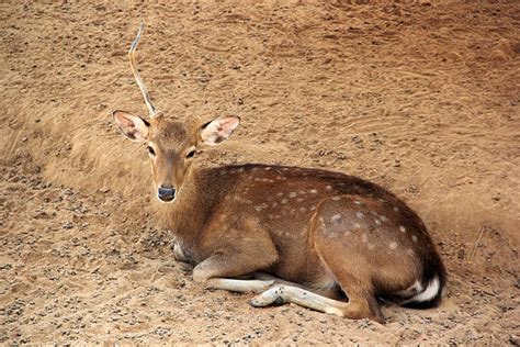 Baby Deer Sleeping Stock Photos, Pictures & Royalty-Free Images - iStock