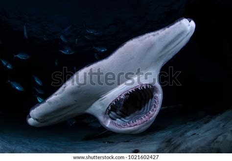 451 Hammerhead Shark Attack Images, Stock Photos, 3D objects, & Vectors | Shutterstock