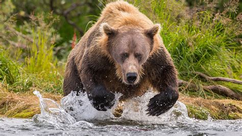 Alaska Peninsula brown bear hunting for salmon, Katmai National Park, Alaska, USA | Windows 10 ...