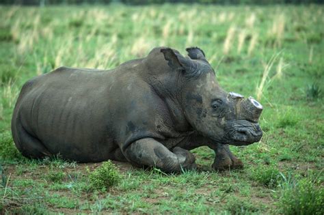 Poaching of African Rhinos Rises at 'Alarming' Rate | TIME