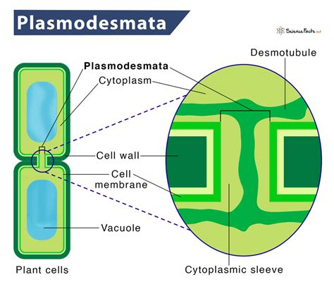 Plasmodesmata: Definition, Structure, Functions, & Diagram