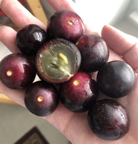 Muscadine grapes : r/fruit