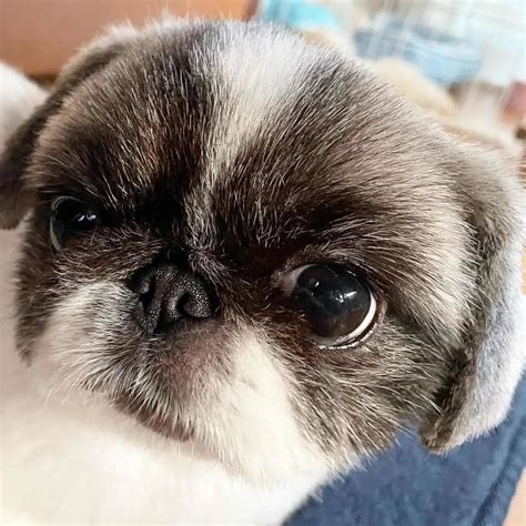 Pekingese Shih Tzu Mix: A Breed You Have To Explore