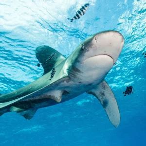 Oceanic whitetip shark - Facts, Diet, Habitat & Pictures on Animalia.bio