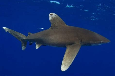 Oceanic Whitetip Shark Facts, Habitat, Diet, Life Cycle, Pictures