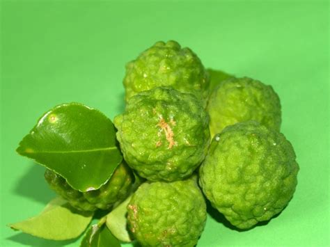 Bergamot Fruit Free Stock Photo - Public Domain Pictures