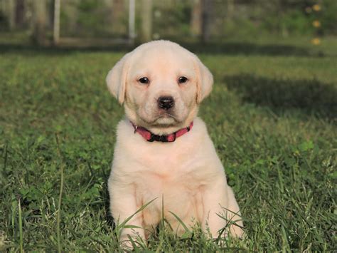 Silver Lab Puppies for Sale – 3-24-2020 – Silver Labs for Sale – Dog ...