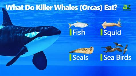 What Do Killer Whales (Orcas) Eat? 16 Animals They Hunt - A-Z Animals