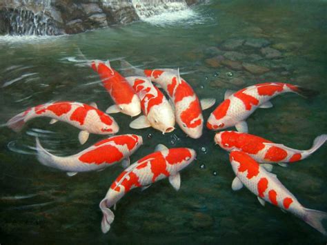 🔥 [34+] HD Koi Fish Wallpapers | WallpaperSafari