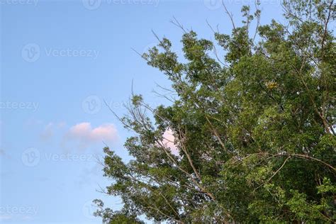 leaves of a fig tree 3752516 Stock Photo at Vecteezy