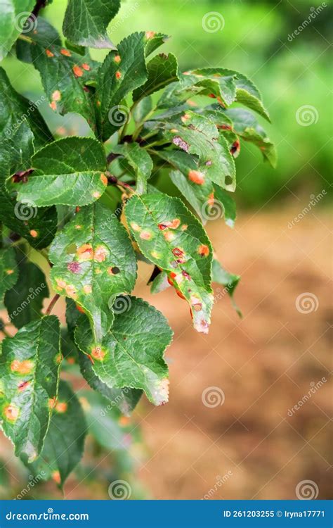 Plum tree disease stock image. Image of cultivated, coccomycosis - 261203255