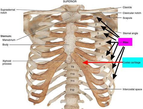 Broken Rib - Causes, Signs, Symptoms, Recovery Time & Treatment