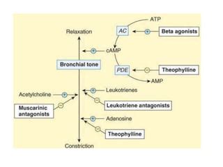 Bronchodilators | PPT