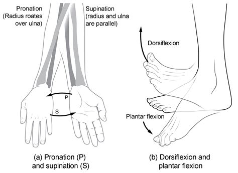 Opposition Anatomy Definition - Anatomical Charts & Posters