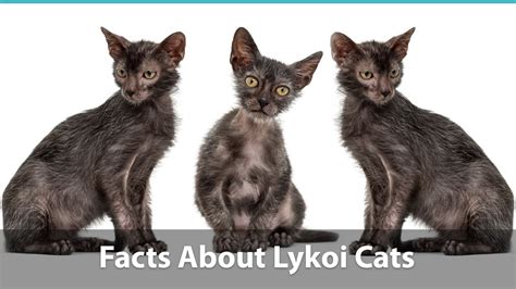 Lykoi Cat Facts | What You Need To Know About These "Werewolf" Kitties