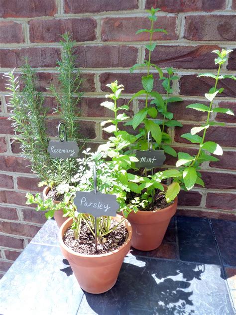 A Potted Herb Garden And A Giveaway - Our Fifth House