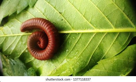 Millipedes Feed On Leaves Stock Photo 1377118337 | Shutterstock