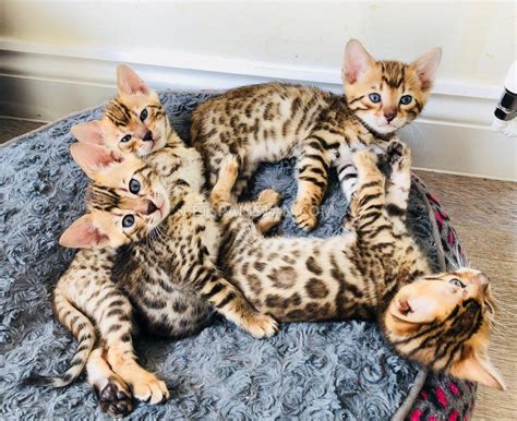 50+ Bengal Cat Price For Sale - Furry Kittens