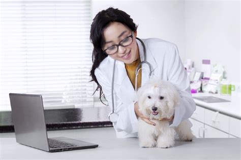 12 Common Health Problems in Maltese Dogs: Vet-Reviewed Illnesses & Diseases – Dogster