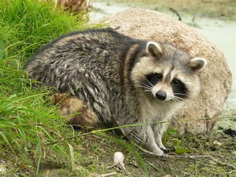 Raccoon Dog Vs Raccoon: What Are the Differences? - IMP WORLD