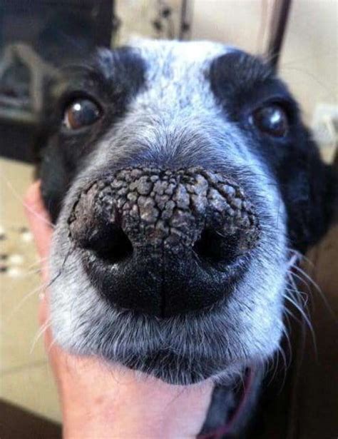 Dry Crusty Dog Nose: Causes & Remedies | Dogs, Cats, Pets