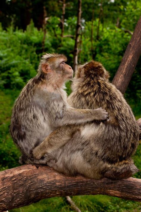 2 Monkeys Hugging Stock Photos - Download 222 Royalty Free Photos