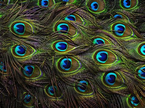 The richest color palette in nature... | Peacock, Peacock feathers, Peafowl