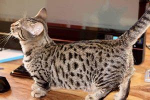 The Munchkin Cat Bengal Mix (The Genetta) - Munchkin Cat Guide