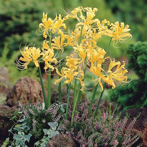 Lycoris aurea | White Flower Farm