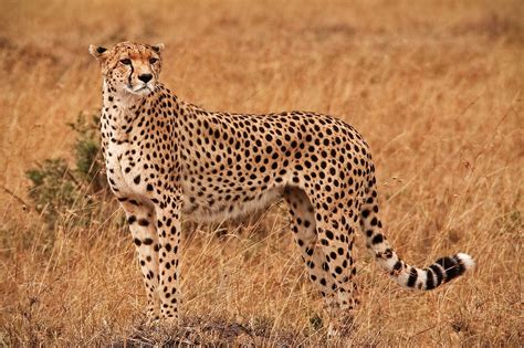 Cheetah on the savannah | Marty Cohen Photography