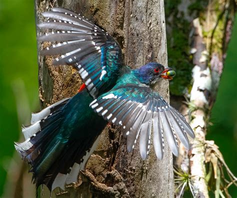 Tocororo : National Bird Of Mozambique | Interesting Facts