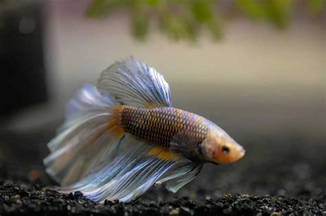 Best Betta Fish Food: Full Guide To Selecting & Feeding