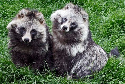 Raccoon Dogs: Fluffy Cuties With Identity Issues | Featured Creature