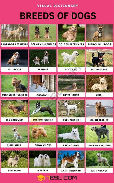 List of Dog Breeds and Types of Dogs with Pictures • 7ESL