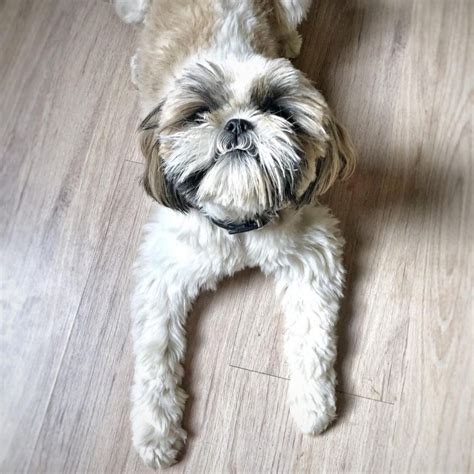 15 Facts About Raising and Training Shih Tzu Dogs - PetTime