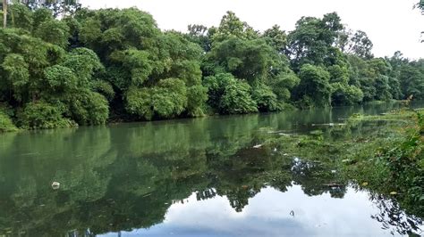 Meenachil River Pala Plant Species, South Asia, Zoo, River, Plants ...