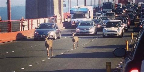 Two Deer Stop Rush Hour Traffic On The Golden Gate Bridge | HuffPost