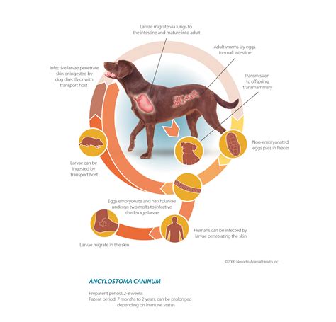 Hookworms - Caring Hands Animal Hospital