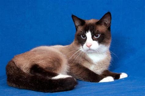 The Rare Snowshoe Cat & Its Unique Characteristics