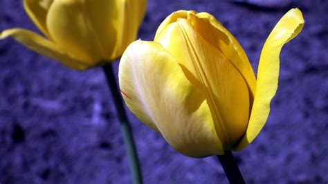 Tulip Flowers Buds, HD Flowers, 4k Wallpapers, Images, Backgrounds, Photos and Pictures