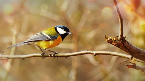 The Many Colors of a Finch Bird — Merriam Feed + Seed