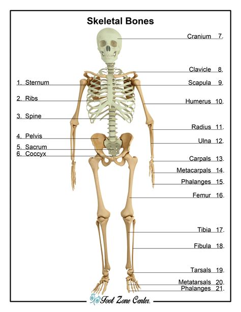 Skeletal System Diagram Anatomy