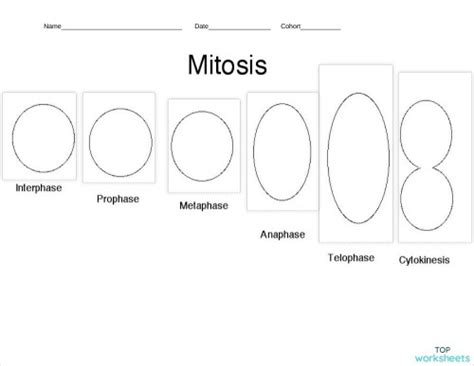 Mitosis (Drawing & Explanation). Interactive worksheet | TopWorksheets ...