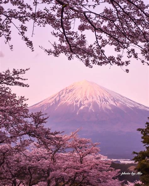 Spring Flower Garden Mount Fuji Lake Kawaguchi Wallpapers - Wallpaper Cave