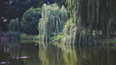 Willow Tree Symbolism and Spiritual Meaning: Exploring the Significance Behind this Sacred Tree ...