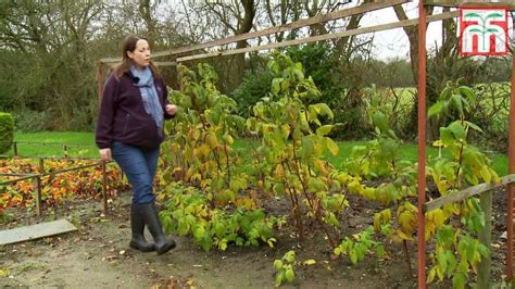 How Big Do Raspberry Bushes Grow – Raspberry