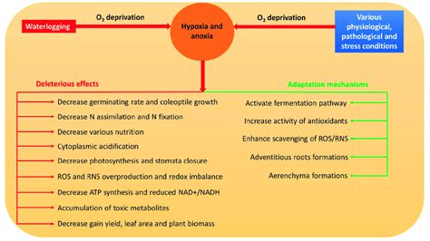 Possible causes of hypoxia and anoxia, their consequences, and defense... | Download Scientific ...