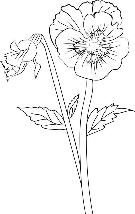 Cute flower coloring pages, pansy drawing, Neon Violet, flower drawing, Hand drawn botanical ...