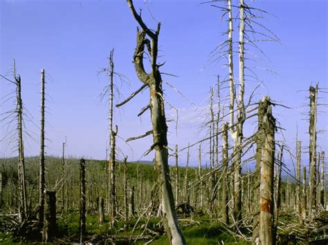 Acid Rain Effects On Plants And Trees